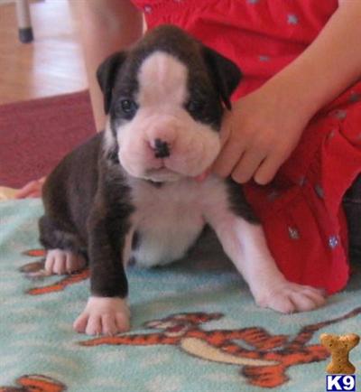 Puppies in NM